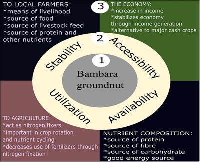 literature review on bambara groundnut pdf